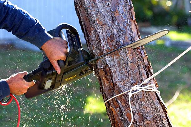 Best Tree Trimming and Pruning  in Wofford Heights, CA