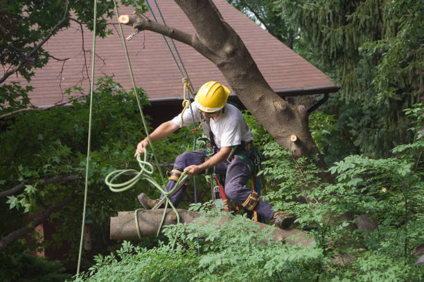 Best Hedge Trimming  in Wofford Heights, CA