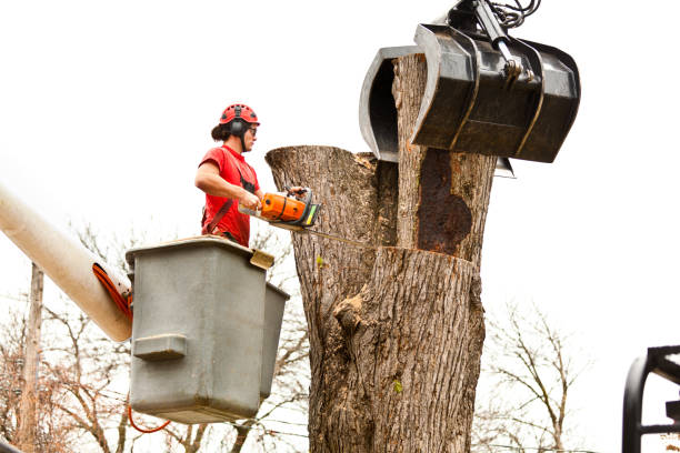 Wofford Heights, CA Tree Care Company